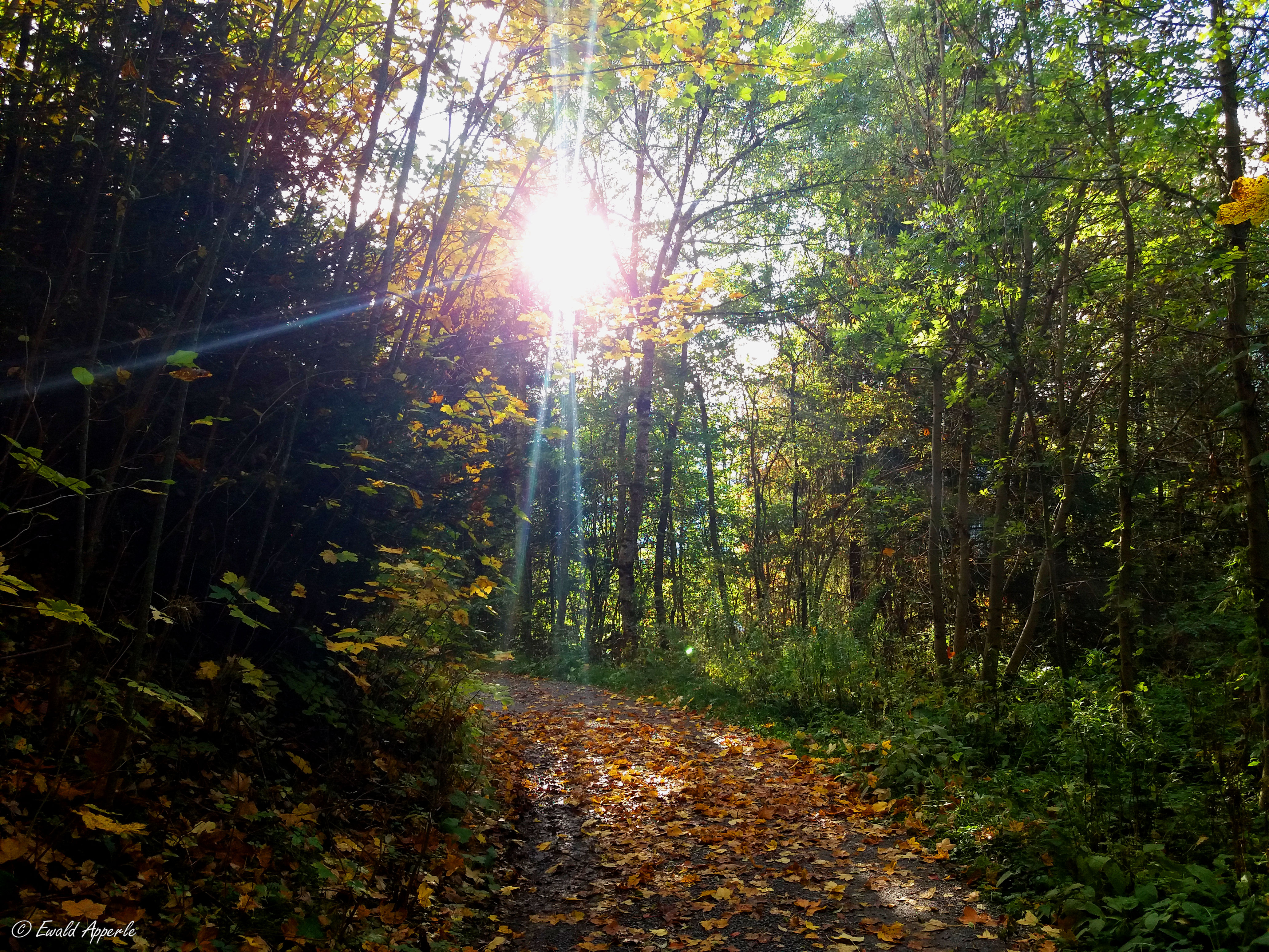 Zwischen Tramser Weiher und Hubertuskapelle