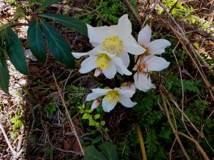 Schneerosen, 17. März 2018 Tirol-Austria