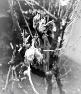 "Blüten der Poesie"