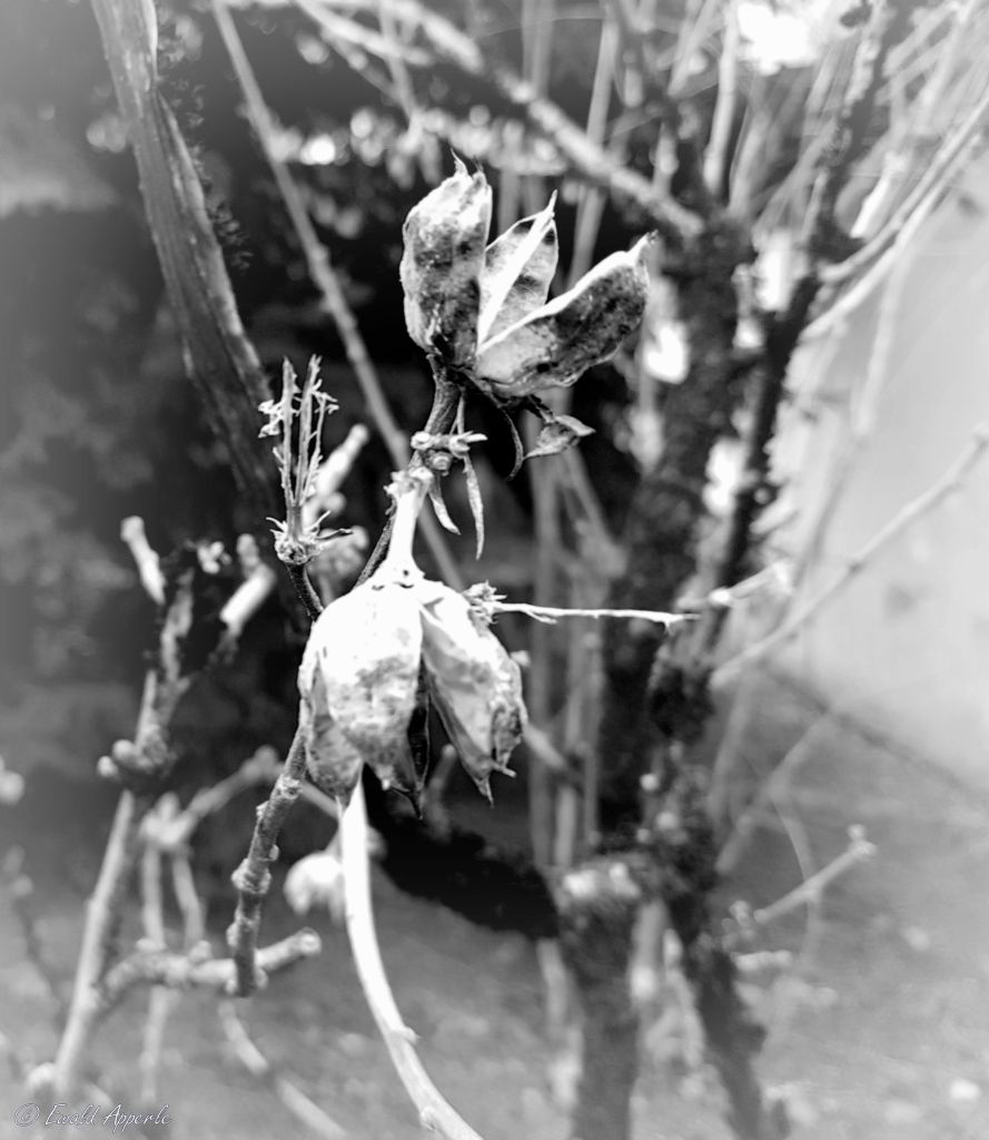 "Blüten der Poesie"