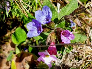 Schlüsselblume "Hänsel u. Gretel"